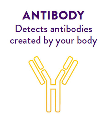 antibody screen negative